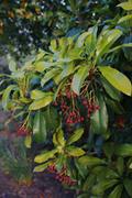 Oriental photinia
